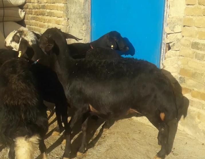 میش قزل