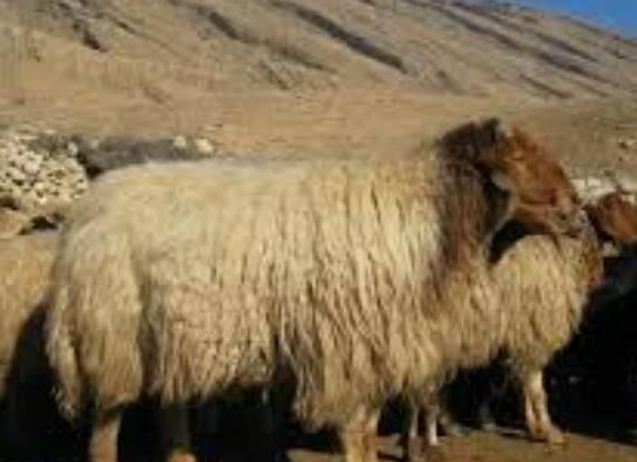 گوسفند زنده‌ نرینه*سبک وسنگین وزن