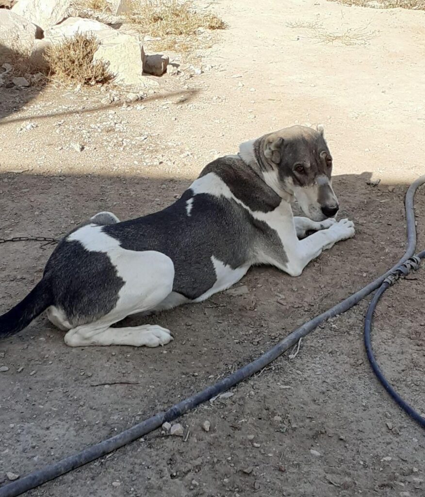 سگ ماده افغان