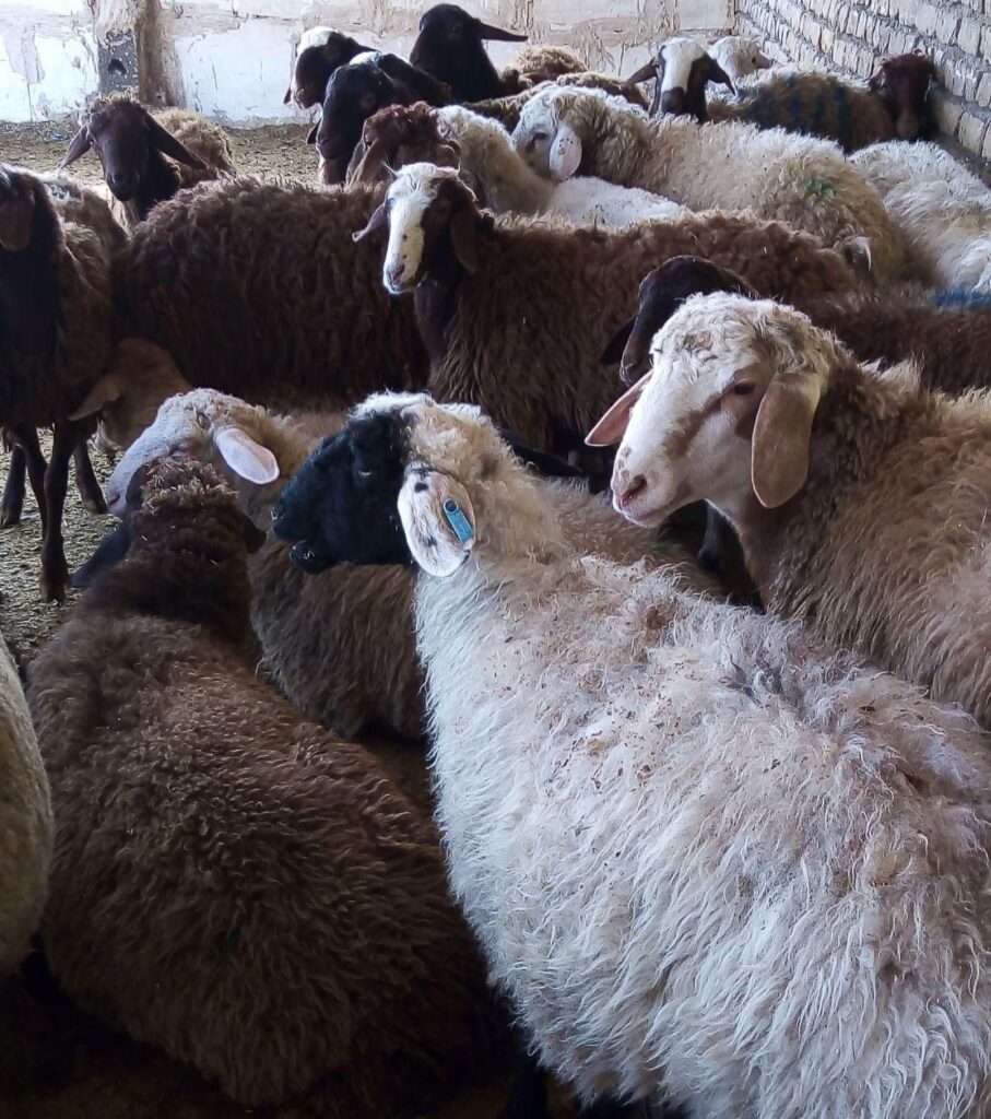 قلم آبی بره نرینه چاق نصف گوشت
