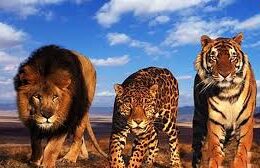 حیوانات وحشی