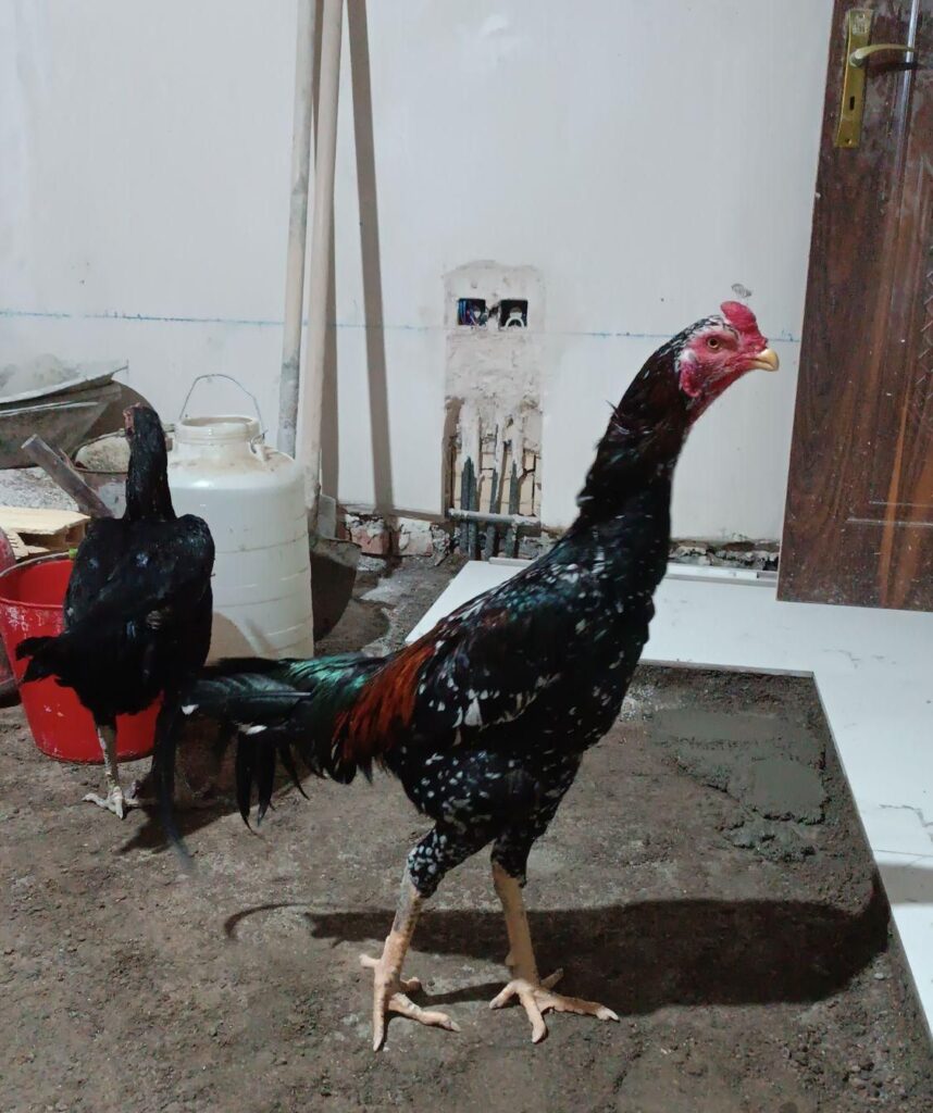 جوجه لاری
