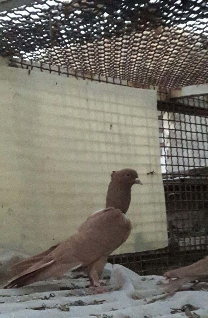 کلاغ نواری خطی ماده