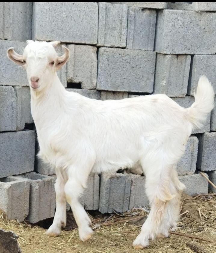 کهره سبک علفخوار
