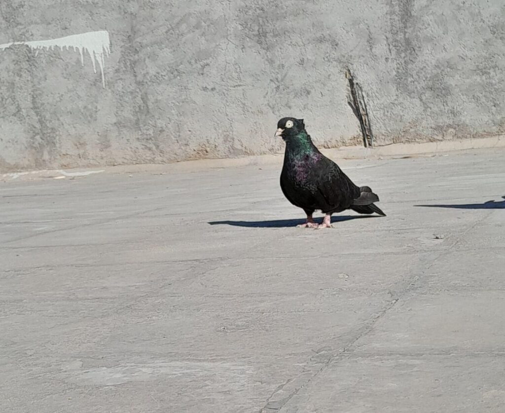 زاغ آبادانی اصل