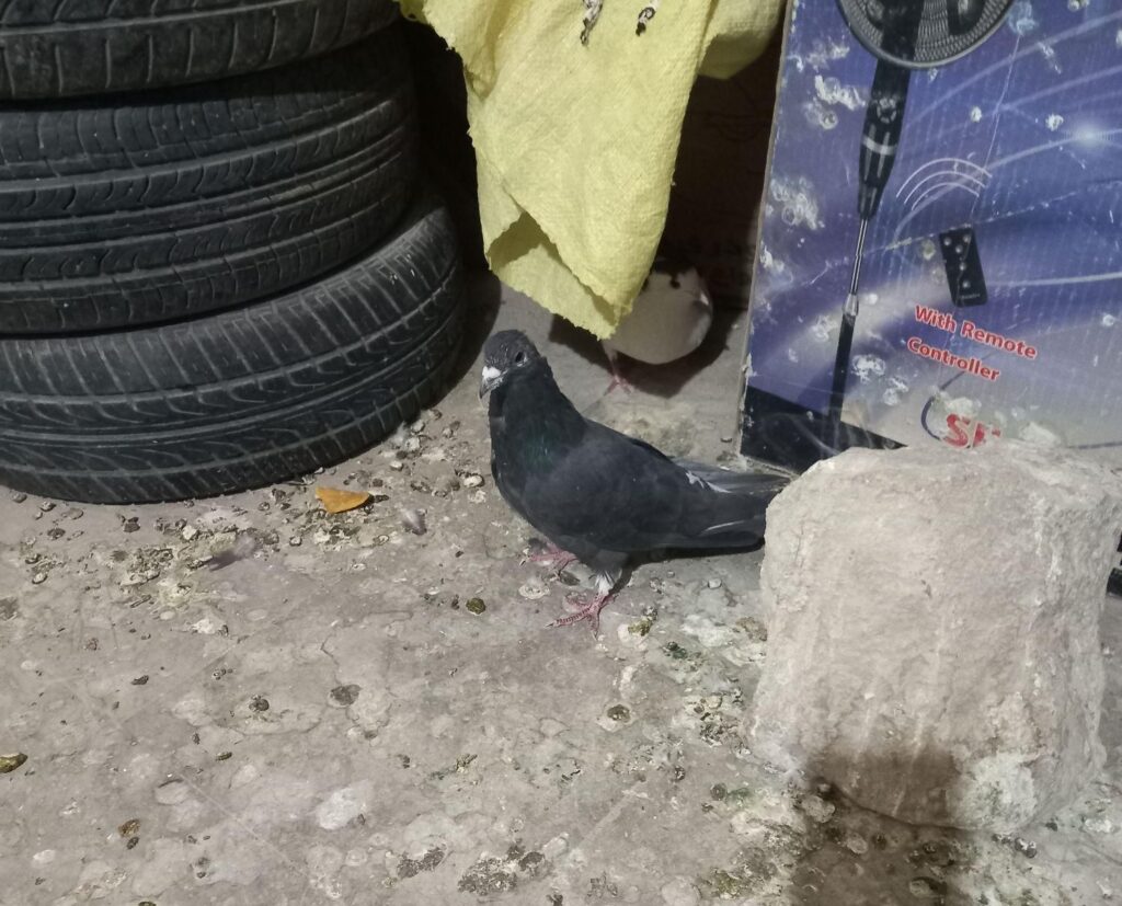 کبوتر بدرنگ