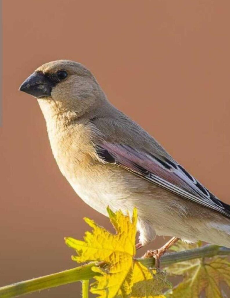 سهره
