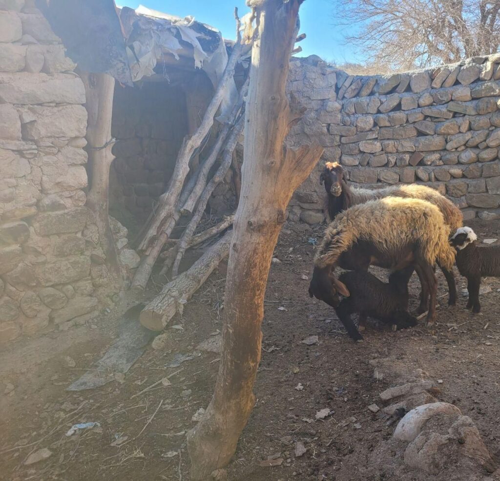 یک جفت میش جوان با بره ی ماهه