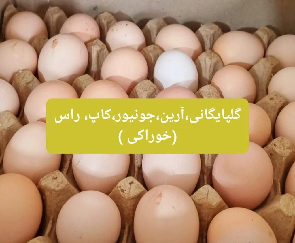 نیازمند تخم مرغ محلی