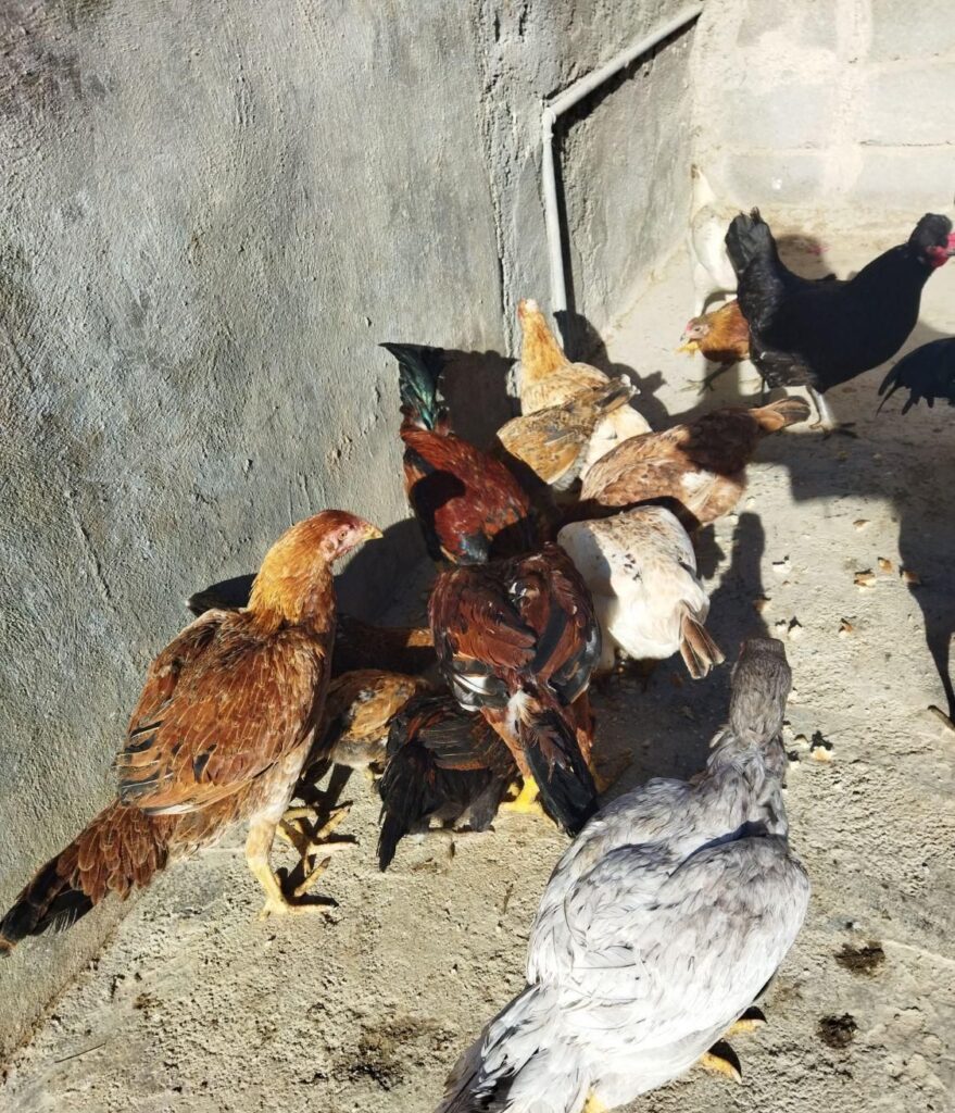 مرغ خروس جوجه لاری