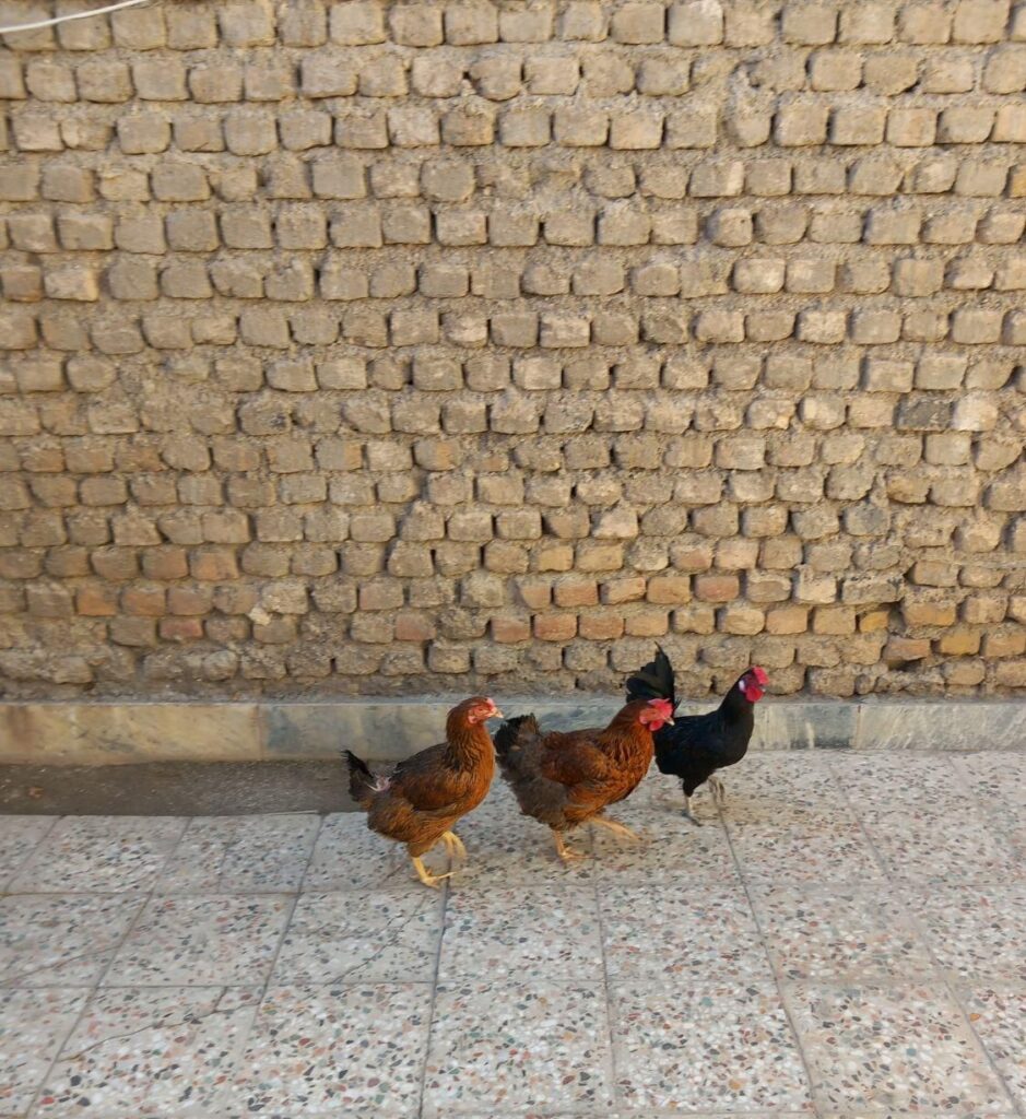 مرغ تخم گذار
