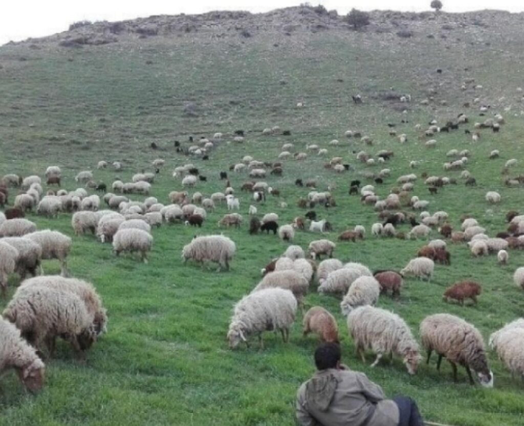 دام زنده طبیعت دامداری قائم ییلاقی بدون چربی