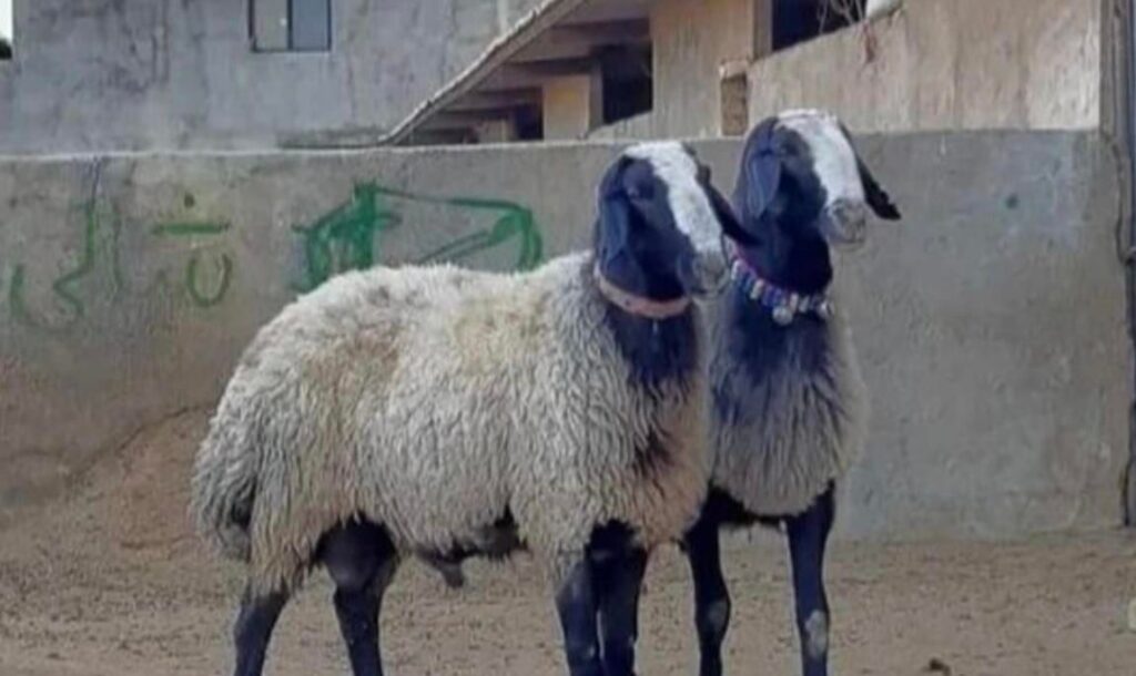 گوسفند در شهران