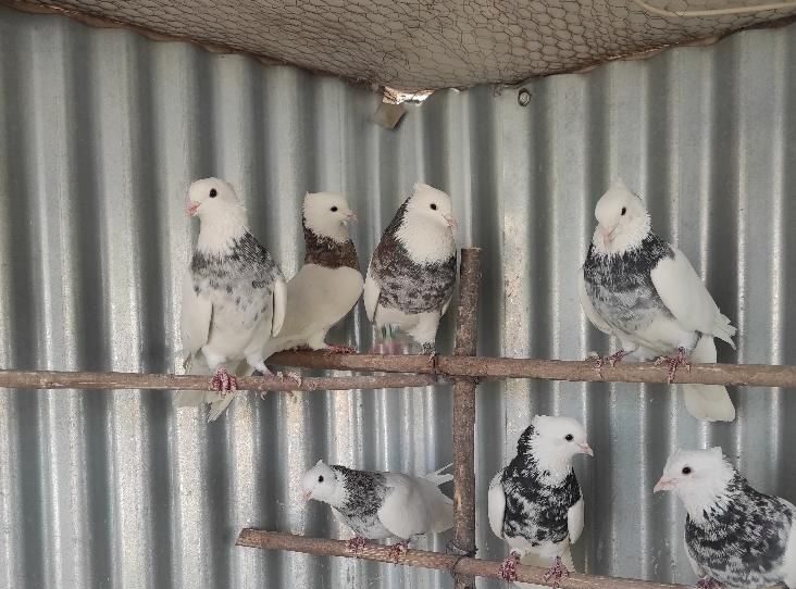طوقی هفت رنگ