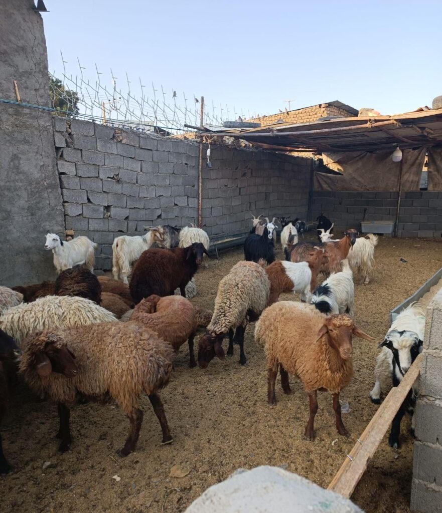 پرواربندی دام زنده گوسفند ب سراسر مشهد