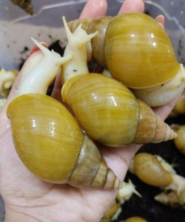 حلزون آچاتینا 12سانتی