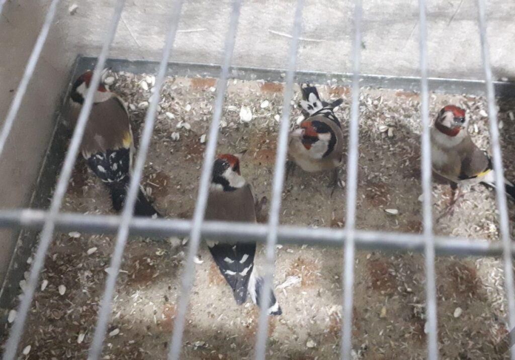 مقدارکمی سهره دارم ماده حدود۴گله