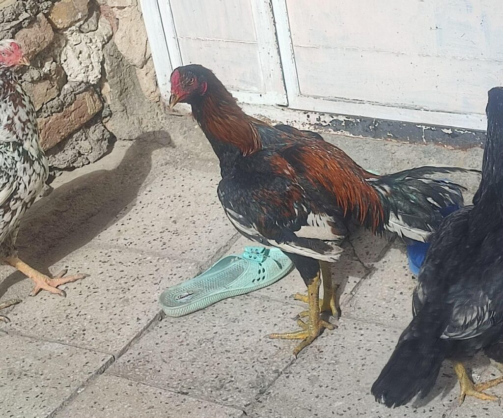 خروس لاری اصیل با۲مرغ