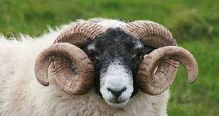 آشنایی با انواع نژاد گوسفندان