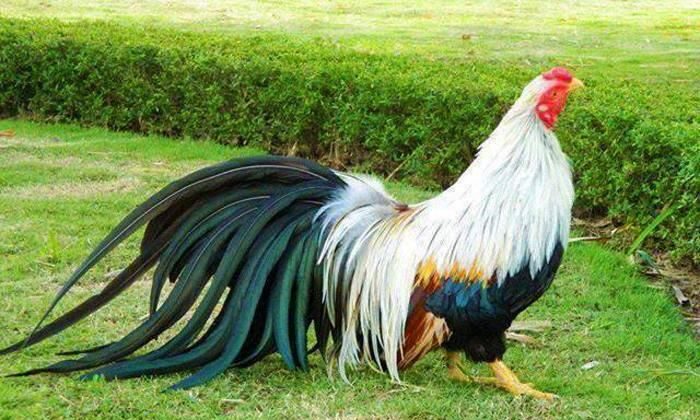 جوجه فونیکس مرغ و خروس