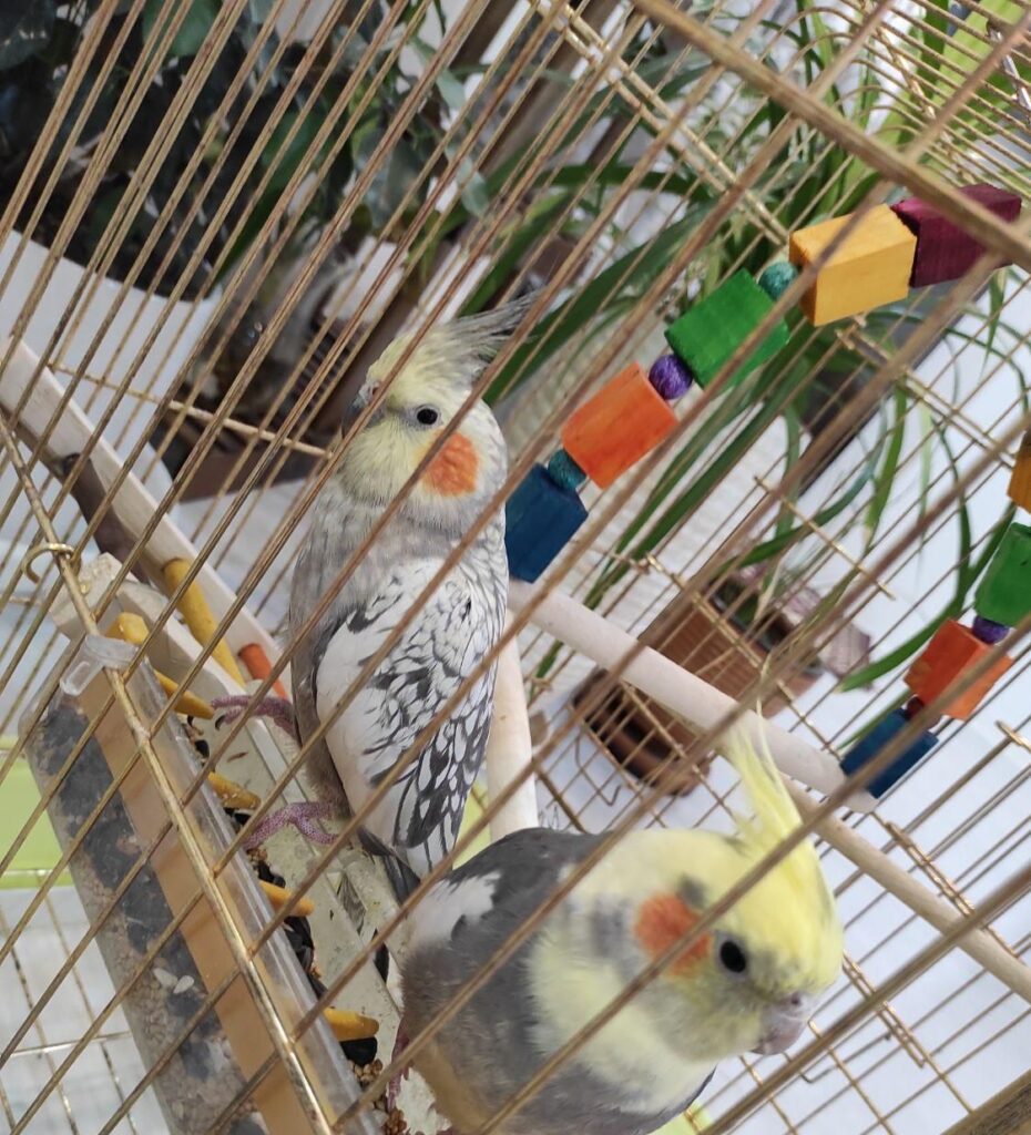 یک جفت عروس هلندی