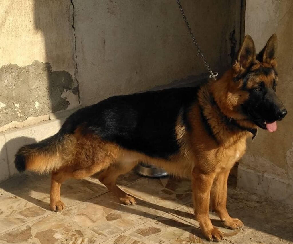 سگ ژرمن