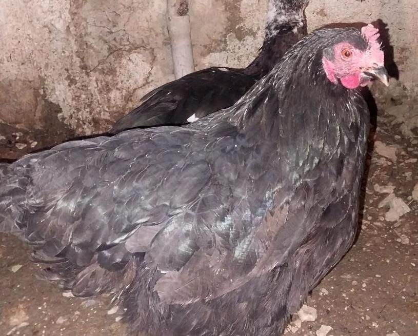 خروس پاپر و مرغ مرندی