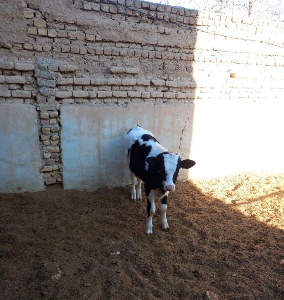 گوساله نر