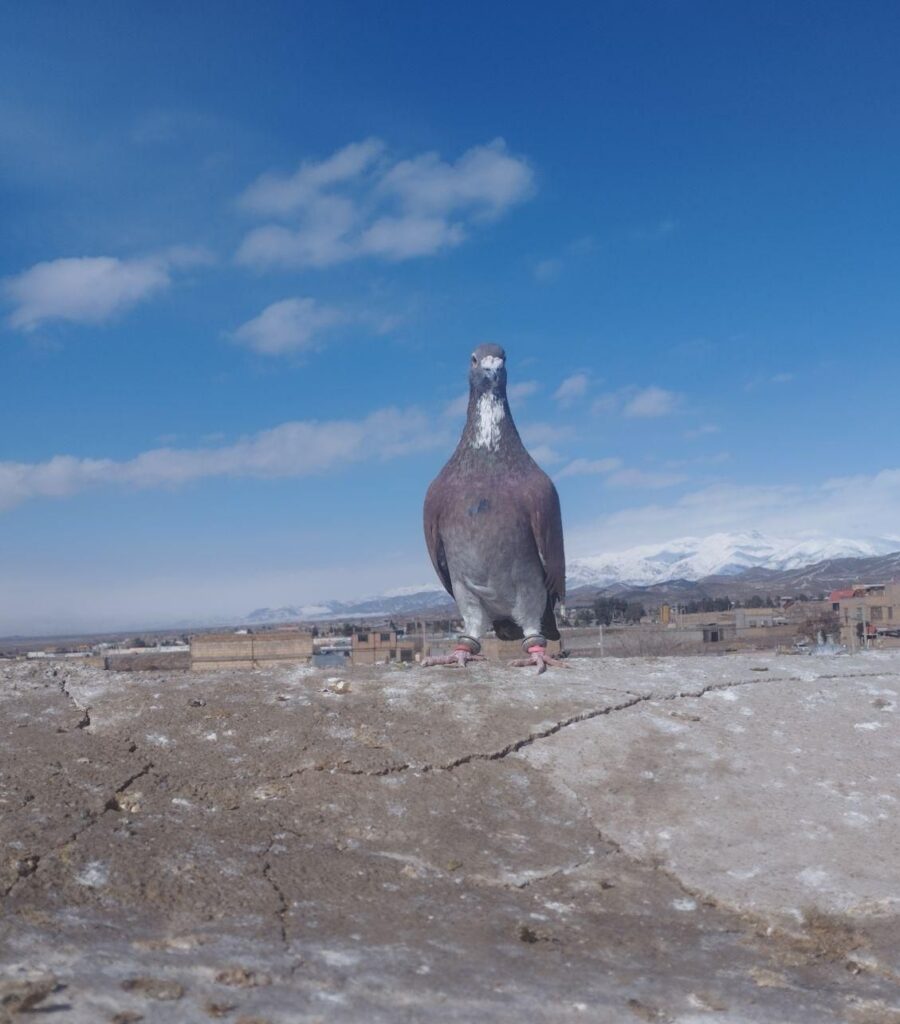 کفتر بوم