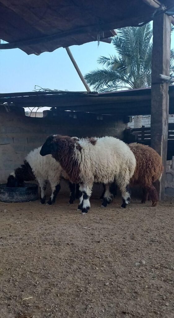 بره گوسفند