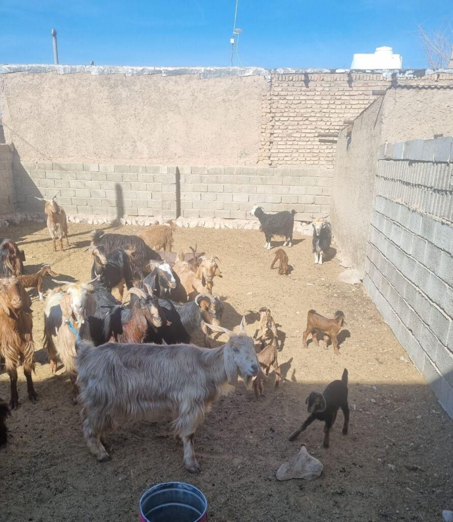 بزکهره دارترکی