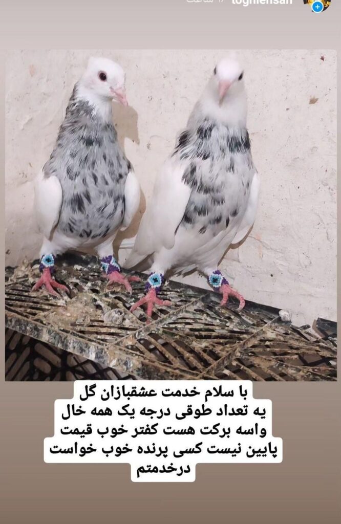 الماسی