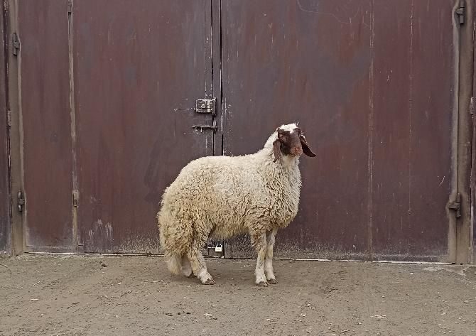 قوچ ورن بره سنجابی