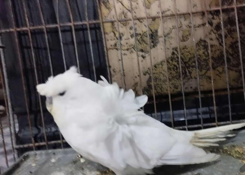 مرغ عشق پروانه ای