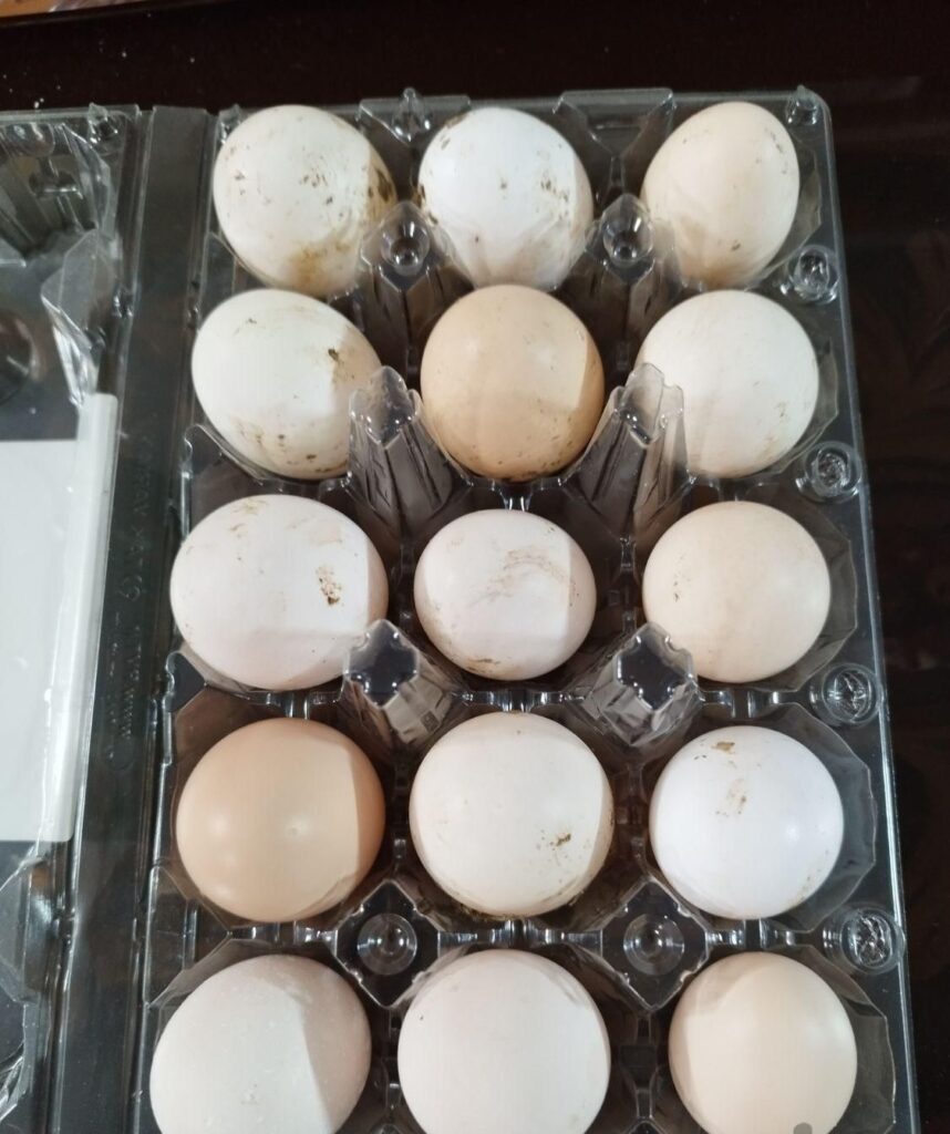 تخم مرغ گلین لری اصیل