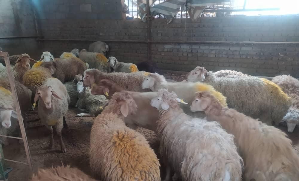 گوسفند زنده درب منزل با قصاب 24ساعته جایگاه رسمی