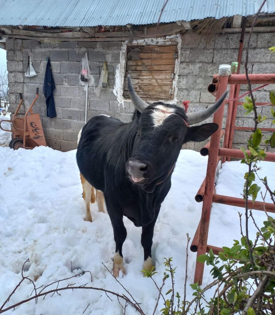 ورزا ۱۳۰ تایی اثورزا ۱۳۰ تایی