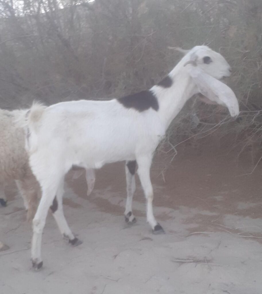 بره نر وجفت بزمری اصل دوقلو