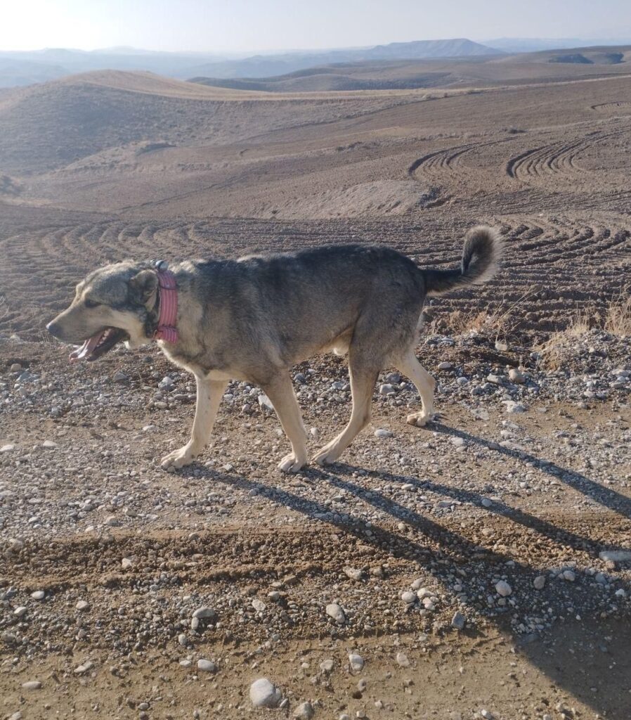 سگ نسل دار گله ای وادمگیر