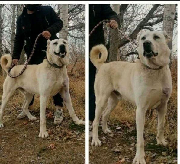 واگذاری پژدر سگ سراب ۱۵ماهه
