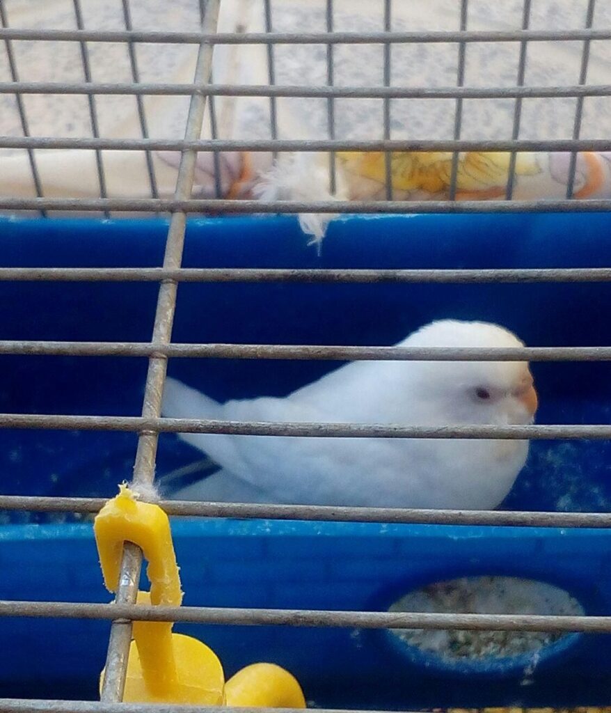 فروش مرغ عشق