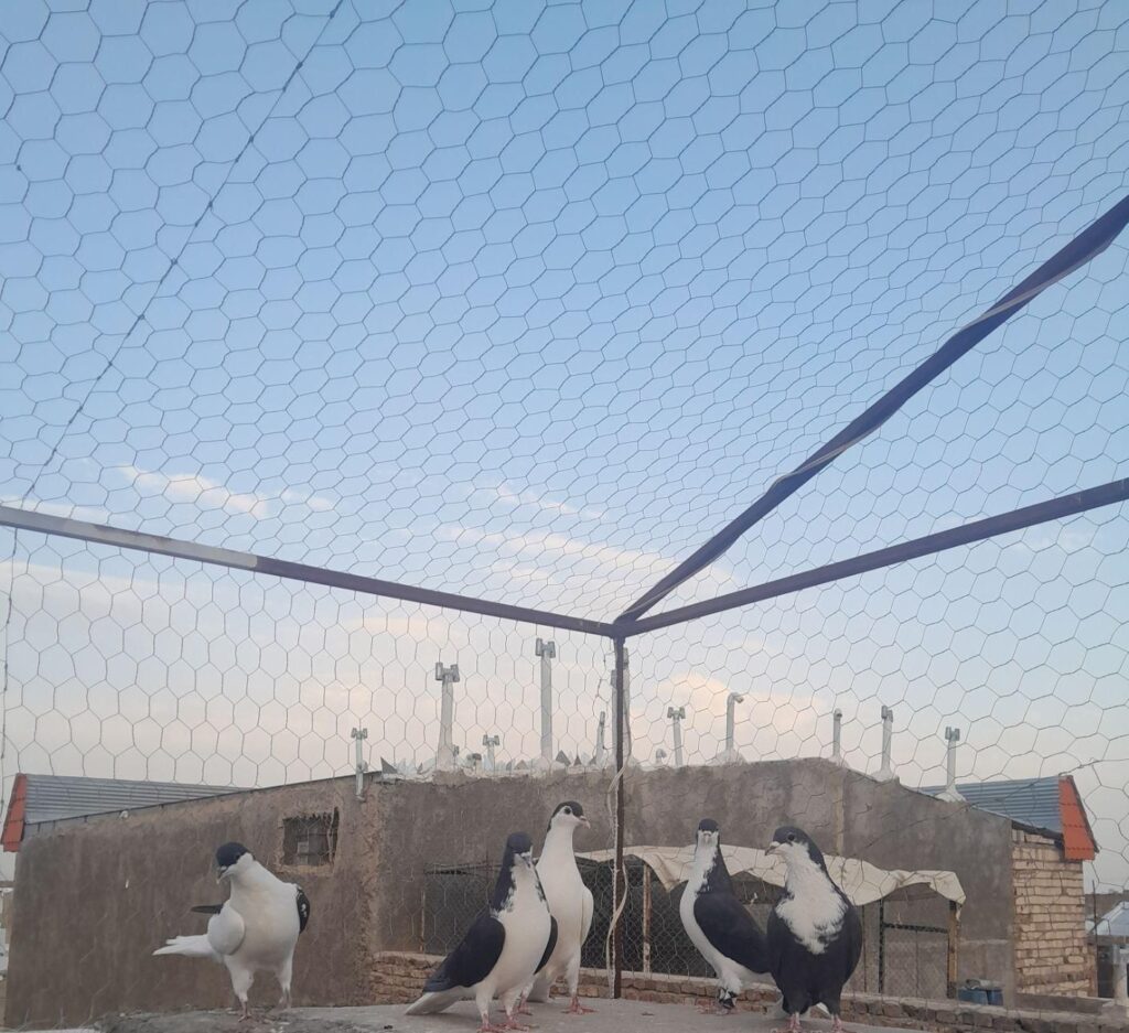 کبوتر