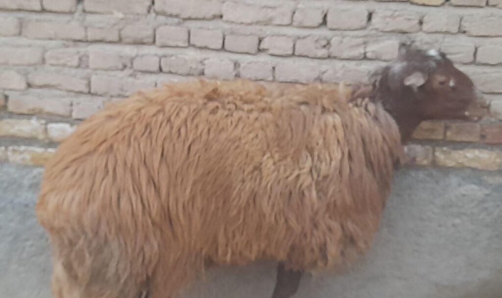 قوچ چال