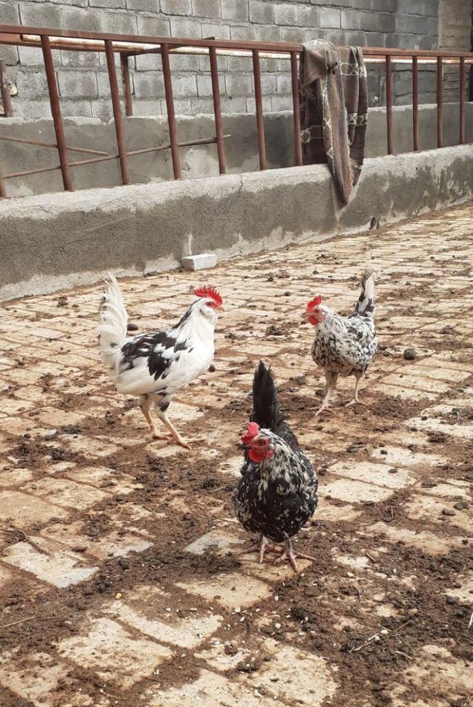 مرغ وخروس گلین