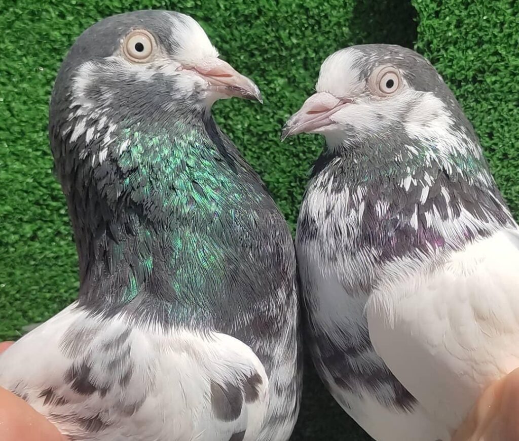 پاکستانی پرنده