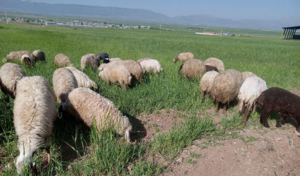 میش بره داشتی