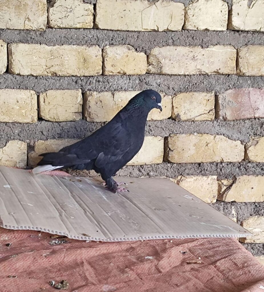کبوتر