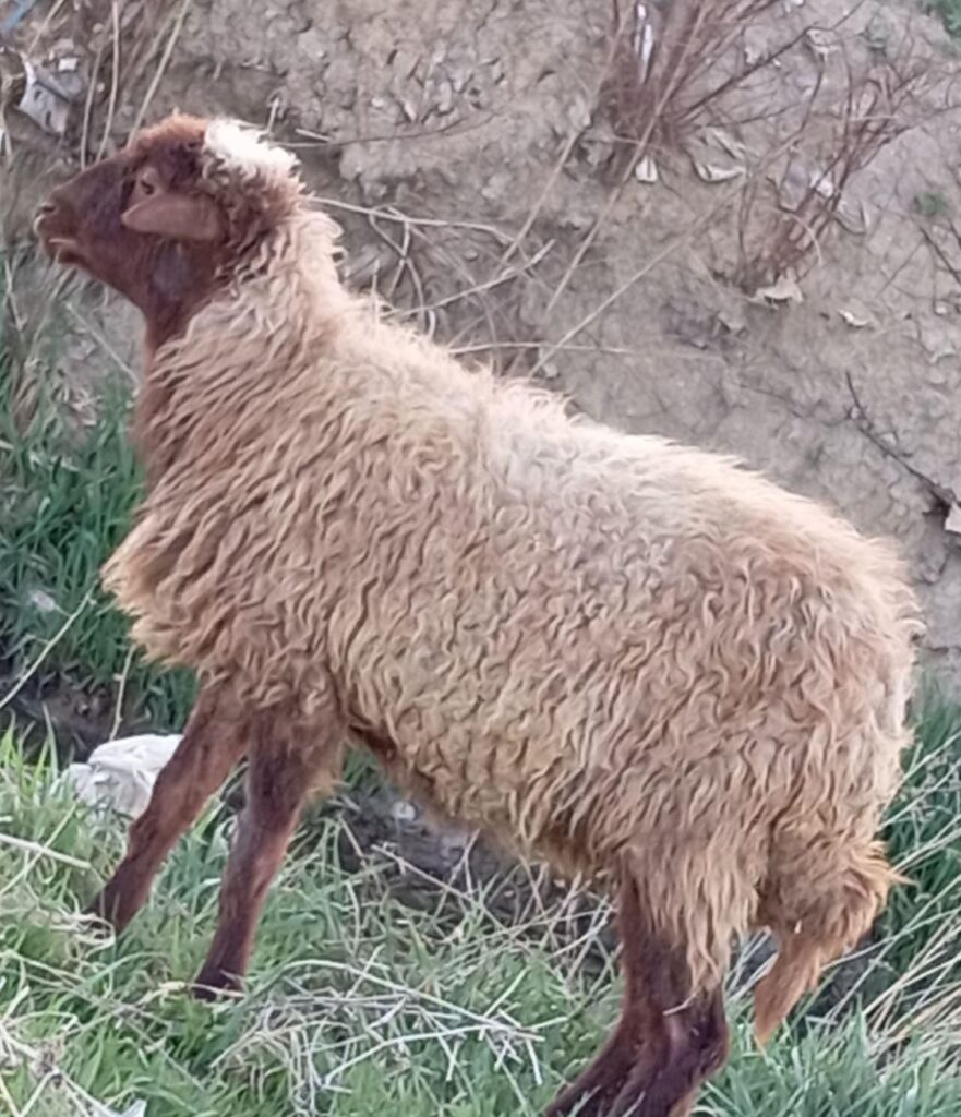 گوسفند بره