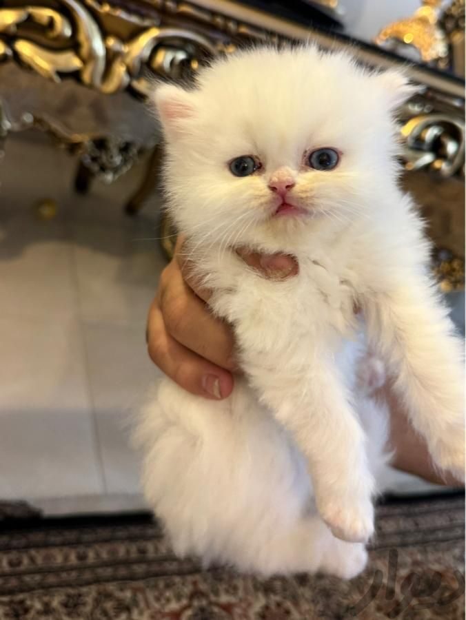 گربه