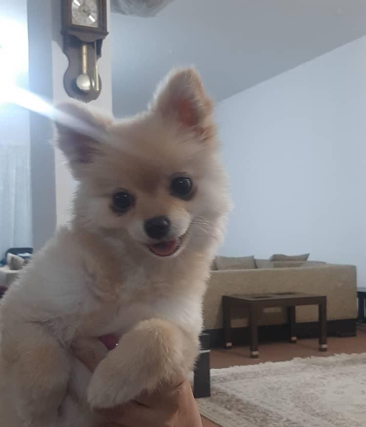 واگذاری سگ پامر اصل